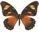 Papilio dardanus 